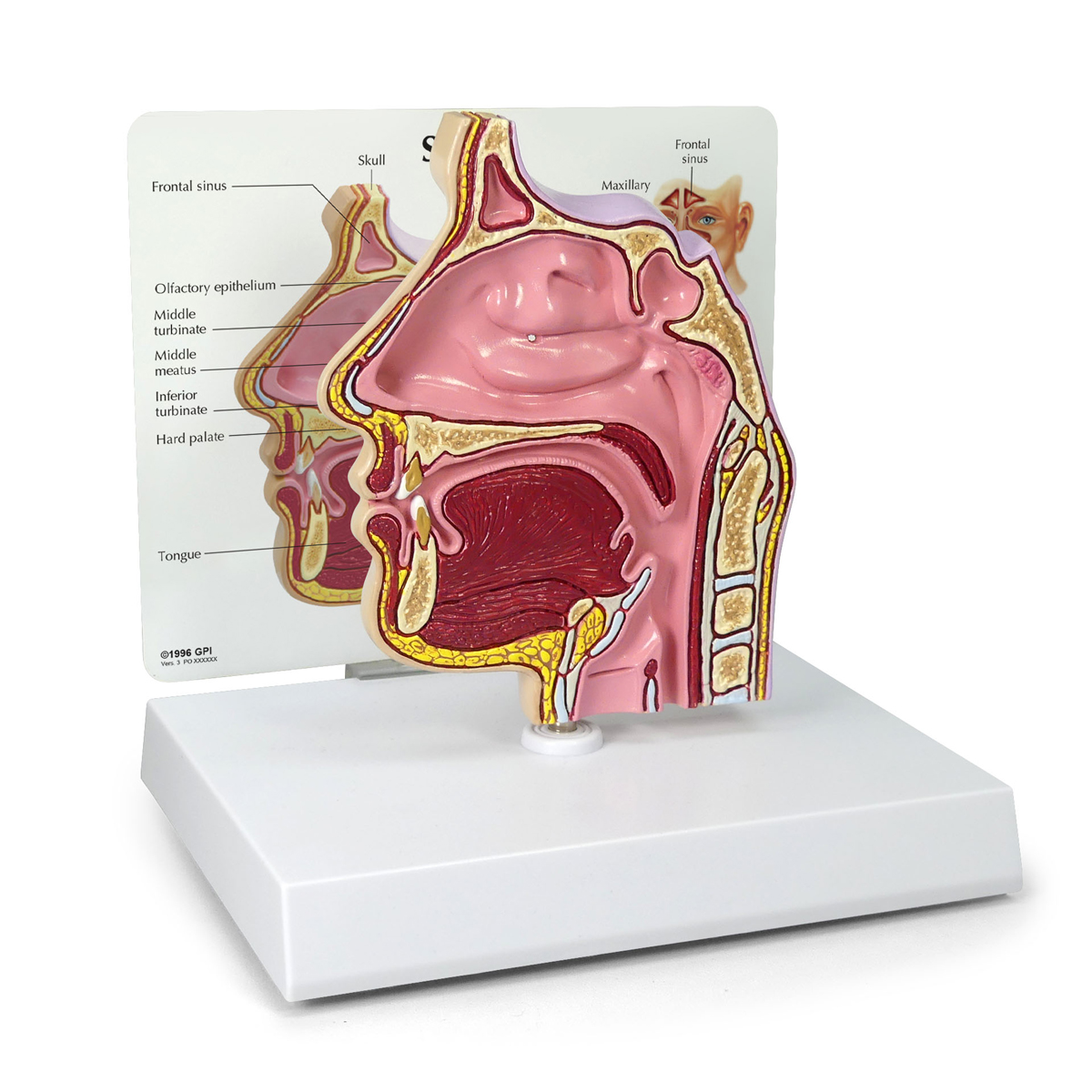 Sinus Cross Section 2850 Anatomical Models Anatomy Teaching Models Cranial Models Head Models