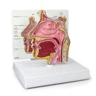 Sección transversal del seno nasal, 1019537, Modelos de Cabeza