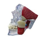 TMJ颞下颌关节模型, 1019541, 头颅模型