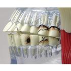 TMJ Model, 1019541, Dental Models (Small)