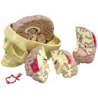 Modelo de cerebro, 1019542, Modelos de Cráneos Humanos