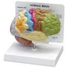 Modell eines halben Gehirns, 1019543, Gehirnmodelle