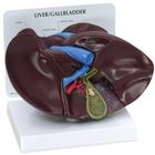 Liver/Gallbladder Model with Gallstones, 1019551, 消化系统