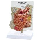 Modelo de Trato GI, 1019556, Modelo de sistema digestivo