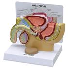 Male Pelvis with Prostate, 1019562, 生殖和骨盆模型