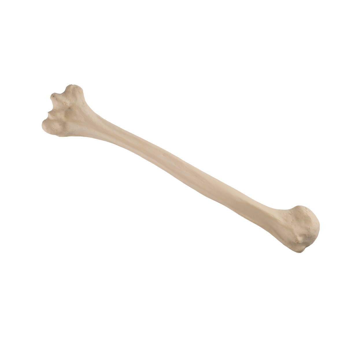 3B Scientific 1016670 Orthobones Left Humerus Bone Model 
