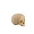 ORTHObones Línea Estándar Cráneo pediátrico hueco con bloque de soporte, 1019705, 3B ORTHObones Standard (Small)