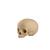 ORTHObones Línea Estándar Cráneo pediátrico hueco con bloque de soporte, 1019705, 3B ORTHObones Standard (Small)