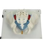 Bonnie Bone Marrow Biopsy Skills Trainer&trade;, 1023340, Epidural y espinal (Small)