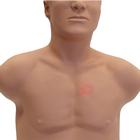 SAM4 Auscultation Manikin Light Skin, 1024553, Auscultation (Small)
