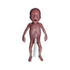Lifecast Micro-preemie csecsemő / Extr&eacute;m alacsony sz&uuml;let&eacute;si s&uacute;ly&uacute; csecsemő (ELBW), 1024668, Newborn (Small)