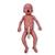 Frühgeborenes Baby helle Haut / männlich
, 1024669, ALS Neugeborene (Small)