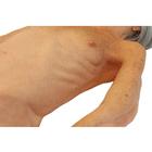 Lifecast Senior (Vivien), 1025081, Adult (Small)