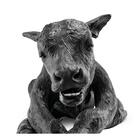 Black Angus Dystocia Calf Model, 1025511, Bovine Simulators (Small)