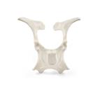 Szarvasmarha Pelvis, 1025517, Szarvasmarha szimul&aacute;torok &nbsp; (Small)