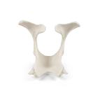 Szarvasmarha Pelvis, 1025517, Szarvasmarha szimul&aacute;torok &nbsp; (Small)