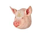 Koca - r&ouml;gz&iacute;tőcsavaros pisztoly, 1025564, Eutan&aacute;zia tr&eacute;ning szimul&aacute;torok (Small)