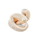 Tratto gastrointestinale equino con intestino tenue, 1025575, Ricambi (Small)