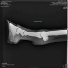 Equine Radiology Limb with Stand, 1025583, Equine Simulators (Small)