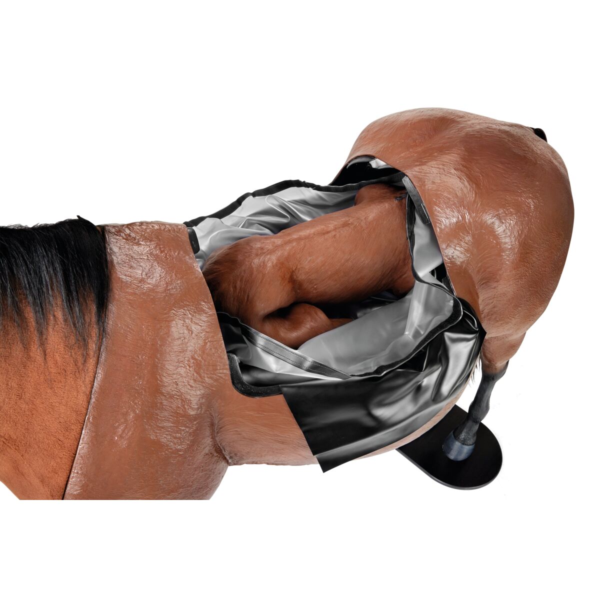 Equine Dystocia Simulators - Equine Simulators - 3B Scientific ...