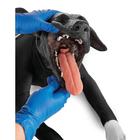 Canine Basic Life Support Simulator, 1025621, Canine Simulators (Small)