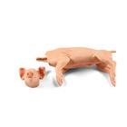 Nem penetr&aacute;ci&oacute;s kis malac 3kg, 1025655, Eutan&aacute;zia tr&eacute;ning szimul&aacute;torok (Small)
