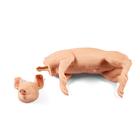 Nem penetr&aacute;ci&oacute;s malac, 9 kg, 1025659, Eutan&aacute;zia tr&eacute;ning szimul&aacute;torok (Small)