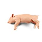 Nem penetr&aacute;ci&oacute;s malac k&eacute;szlet (kicsi, k&ouml;zepes, nagy), 1025661, Eutan&aacute;zia tr&eacute;ning szimul&aacute;torok (Small)
