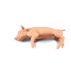 Nem penetr&aacute;ci&oacute;s malac k&eacute;szlet (kicsi, k&ouml;zepes, nagy), 1025661, Eutan&aacute;zia tr&eacute;ning szimul&aacute;torok (Small)