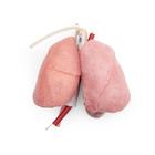 ASSP for OS3 &ndash; Chest package, 1025886, Surgical Procedures Training (Small)
