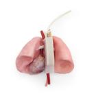 ASSP az OS3-hoz &ndash; Mellkasi csomag, 1025886, Surgical Procedures Training (Small)