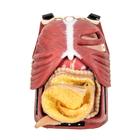 Surgical Cut Suit (TCCC/EMS Capabilities) - Light Skin, 1025958, Surgical Procedures Training (Small)