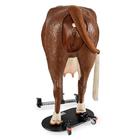 Modelo Avan&ccedil;ado de Teriogenologia Bovino Hereford, Marrom e Branco, 1026389, Simuladores Bovinos (Small)