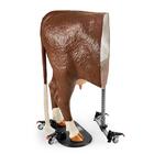 Hereford Advanced Bovine Theriogenology Model, Brown White, 1026389, Bovine Simulators (Small)