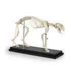 Feline Skeleton with Stand, 1026501, Feline Simulators (Small)