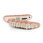 Equine Wave Maxilla, 1026523, Replacements (Small)