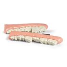 Mandibule &eacute;quine &agrave; bouche en escalier, 1026524, Simulateurs &eacute;quins (Small)