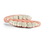 Maxilla dentaire &eacute;quine en escalier, 1026525, Simulateurs &eacute;quins (Small)