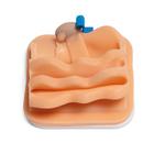 Cryptorchid Castration Training Module for Laparo Advance/Analytic Veterinary, 1026791, Laparoscopy (Small)