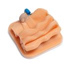 Cryptorchid Castration Training Module for Laparo Apex Pro Veterinary, 1026792, Laparoscopy (Small)
