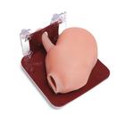 APEX PRO Specialty Training Set &ndash; Cirug&iacute;a general (Licencia perpetua), 1027068, Laparoscopy Training (Small)