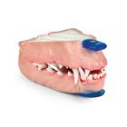 Canine Dental Pathology Jaw Model &ndash; Core Pathology Series, 1027258, Canine Simulators (Small)