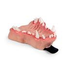 Canine Dental Pathology Jaw Model &ndash; Progressive Pathology Series, 1027259, Canine Simulators (Small)