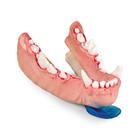Canine Dental Pathology Jaw Model &ndash; Progressive Pathology Series, 1027259, Canine Simulators (Small)