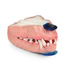 Canine Dental Pathology Jaw Model &ndash; Complex Pathology Series, 1027260, Canine Simulators (Small)