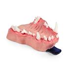 Canine Dental Pathology Jaw Model &ndash; Complex Pathology Series, 1027260, Canine Simulators (Small)