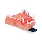 Canine Dental Pathology Jaw Model &ndash; Oral Mass Series, 1027261, Canine Simulators (Small)
