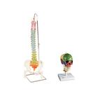 Set di anatomia Cranio e colonna vertebrale flessibile, modelli didattici, 8001090 [3010308], Set di anatomia