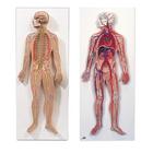 Anatomie Set Nervensystem & Blutkreislauf Modell, 8001092 [3010309], Anatomie Sets