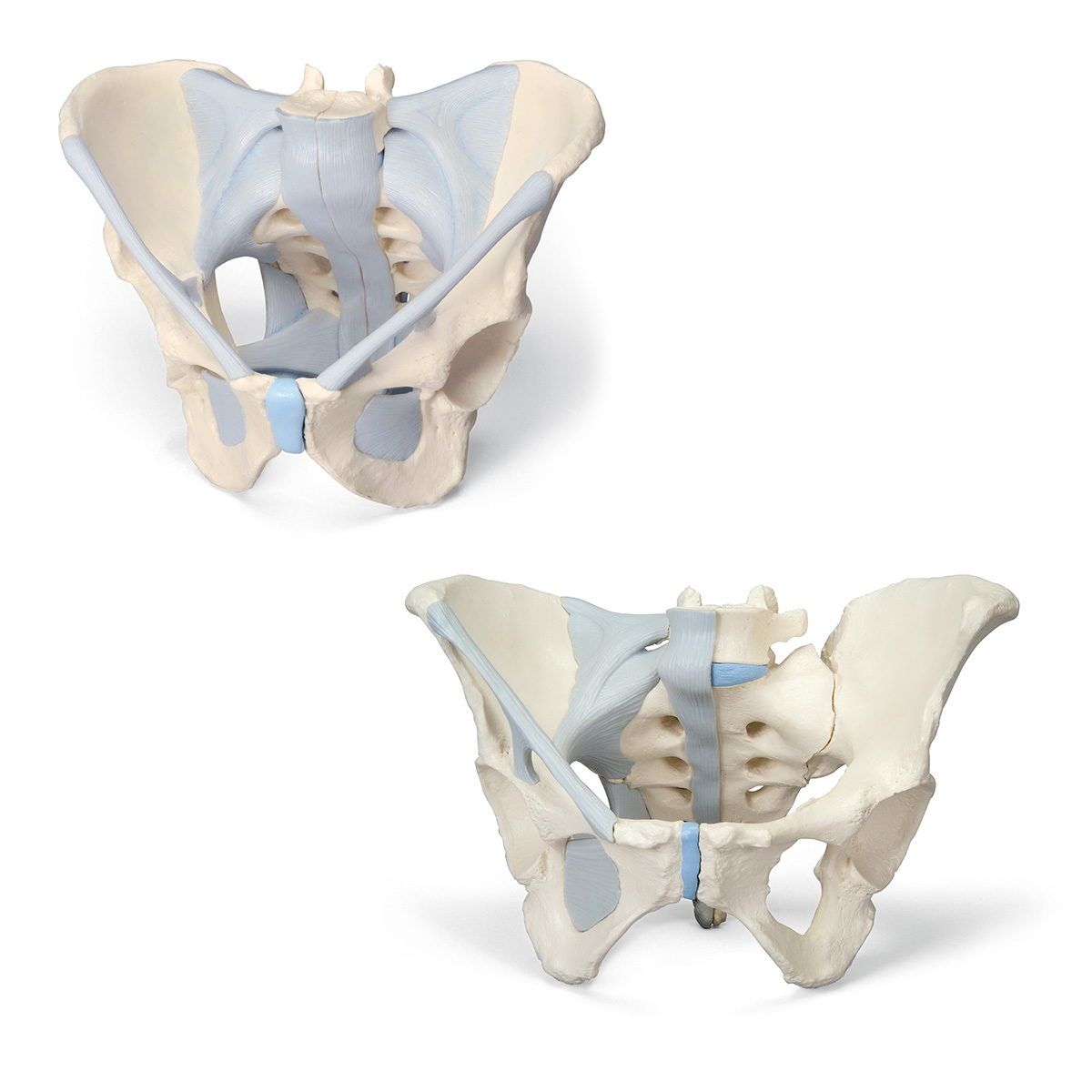 Anatomy Set Male & Female Pelvic Skeleton with Ligaments - 8001094 -  3010313 - Anatomy Sets - 3B Scientific